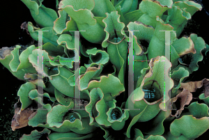 Picture of Sarracenia purpurea 