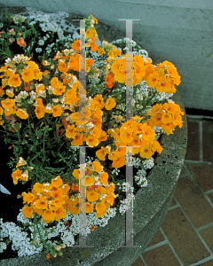 Picture of Nemesia strumosa 