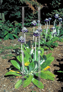 Picture of Primula capitata 