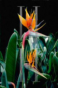 Picture of Strelitzia reginae 