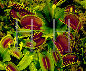 Picture of Dionaea muscipula 