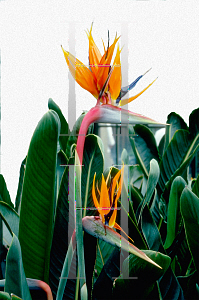 Picture of Strelitzia reginae 