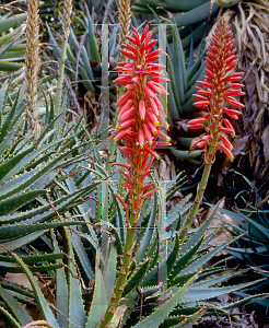 Picture of Aloe arborescens 