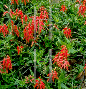 Picture of Aloe ciliaris 