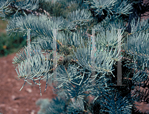 Picture of Abies concolor 'Argentea'