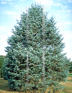 Picture of Abies concolor 'Violacea'