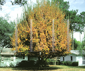 Picture of Acer saccharum ssp. floridanum 