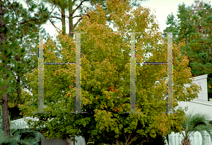 Picture of Acer saccharum ssp. floridanum 
