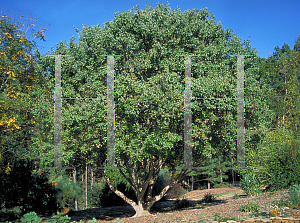 Picture of Acer buergerianum 