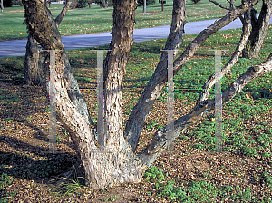 Picture of Acer buergerianum 