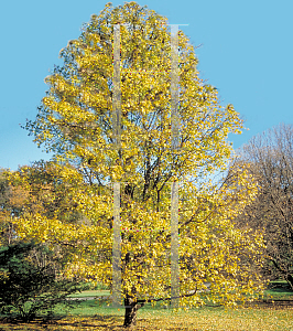 Picture of Acer campestre '~Species'