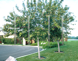 Picture of Acer tataricum ssp. ginnala 