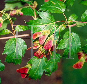 Picture of Acer tataricum ssp. ginnala 
