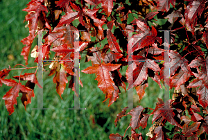 Picture of Acer tataricum ssp. ginnala 