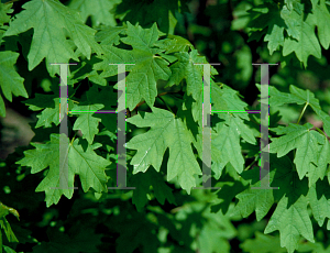 Picture of Acer saccharum ssp. grandidentatum 