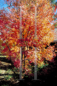 Picture of Acer griseum 