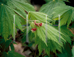 Picture of Acer japonicum 'Acontifolium'