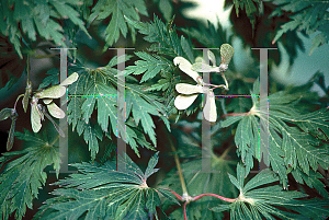 Picture of Acer japonicum 'Acontifolium'