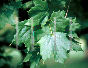 Picture of Acer saccharum ssp. leucoderme 