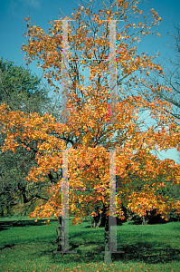 Picture of Acer saccharum ssp. leucoderme 