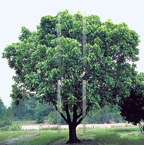 Picture of Acer negundo '~Species'