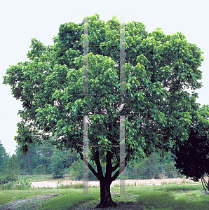 Picture of Acer negundo 