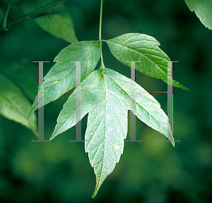 Picture of Acer negundo 