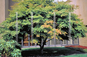 Picture of Acer palmatum 