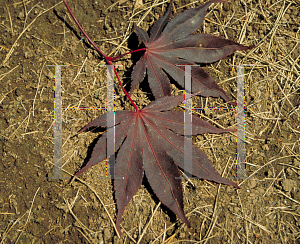 Picture of Acer palmatum (Palmatum Group) 'Bloodgood'