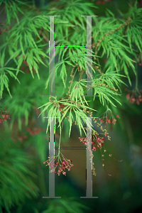 Picture of Acer palmatum (Dissectum Group) 'Dissectum'