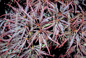 Picture of Acer palmatum (Dissectum Group) 'Atrovariegatum Dissectum'