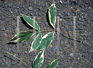 Picture of Acer negundo 'Variegatum'