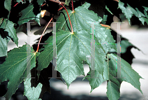 Picture of Acer platanoides '~Species'