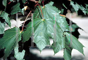 Picture of Acer platanoides 