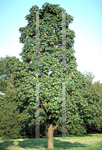 Picture of Acer platanoides 'Columnare'