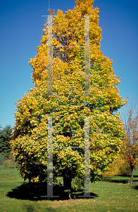 Picture of Acer platanoides 'Columnare'