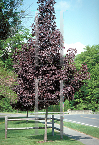 Picture of Acer platanoides 'Crimson King'