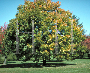 Picture of Acer platanoides 'Emerald Queen'