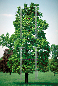 Picture of Acer platanoides 'Erectum'