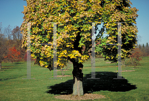 Picture of Acer platanoides 'Erectum'