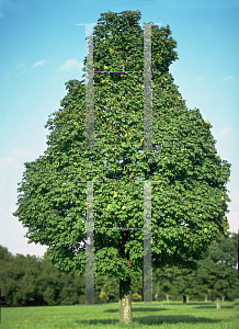 Picture of Acer platanoides 'Olmsted'