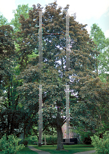 Picture of Acer platanoides 'Schwedleri'