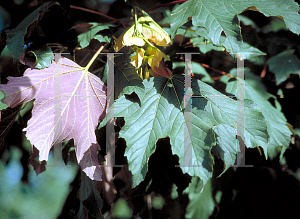 Picture of Acer pseudoplatanus 