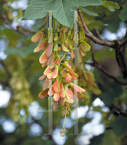 Picture of Acer pseudoplatanus 