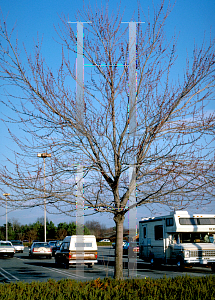 Picture of Acer rubrum 