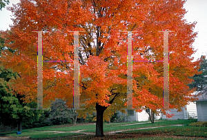 Picture of Acer rubrum 