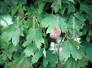 Picture of Acer x freemanii 'Armstrong'