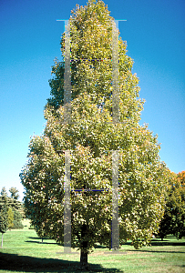 Picture of Acer rubrum 'Bowhall'