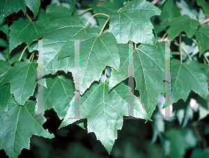 Picture of Acer rubrum 'Bowhall'