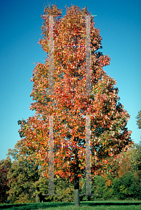 Picture of Acer rubrum 'Bowhall'